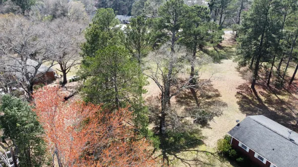 a view of a forest with a tree