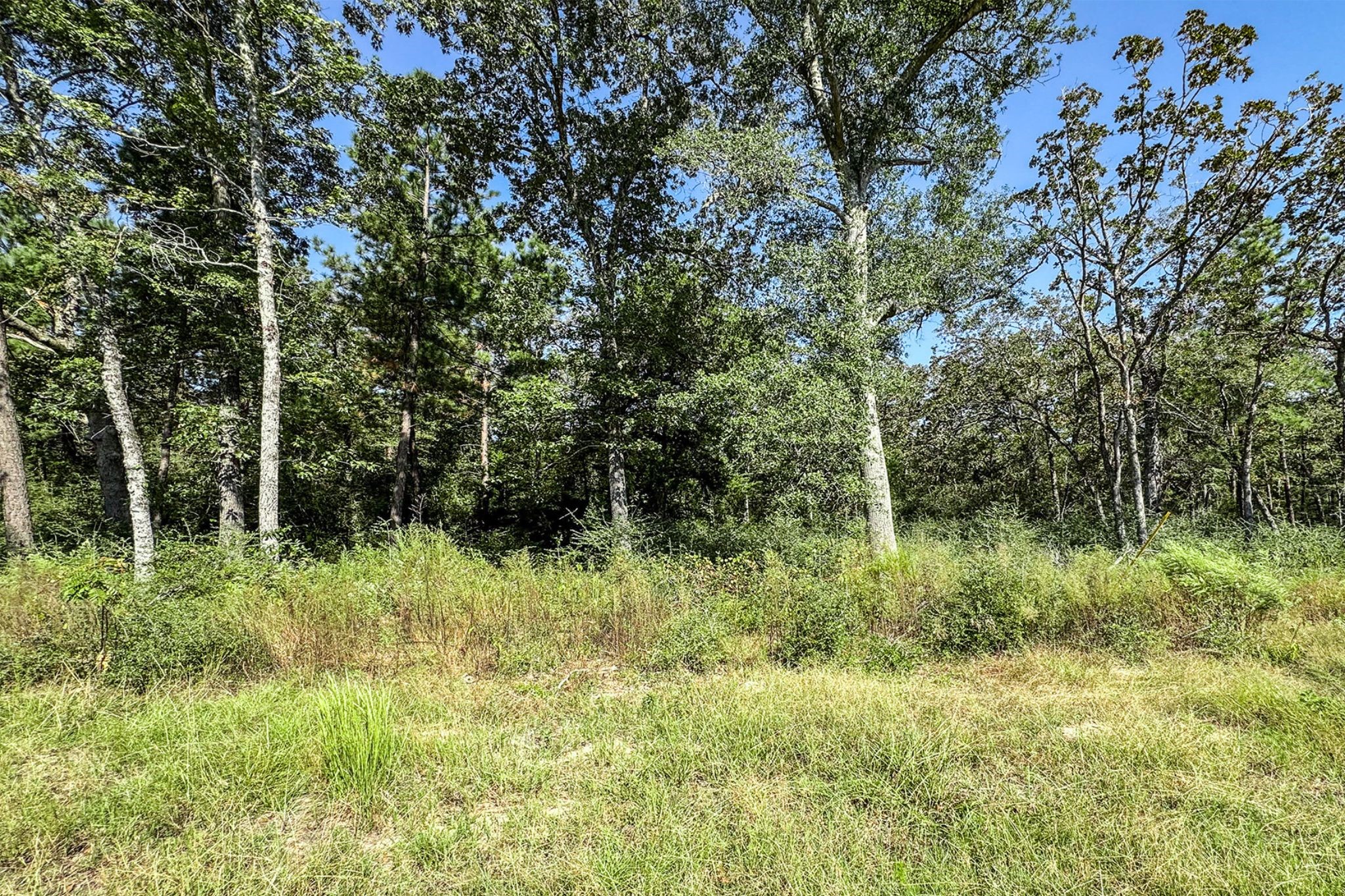 10-acres 10-acres Ranch Centerville, TX 75833 - Photo 5 of 8 Mix of hard and softwood trees