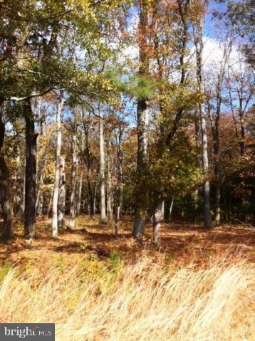 Lot 1 Collins Road Bishopville, MD 21813 - Photo 4 of 4 Gallery Image 4