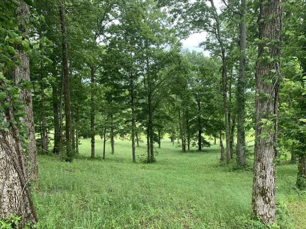 579 Rocky Road Liberty, TN 37095 - Photo 15 of 44 a huge green field with lots of trees