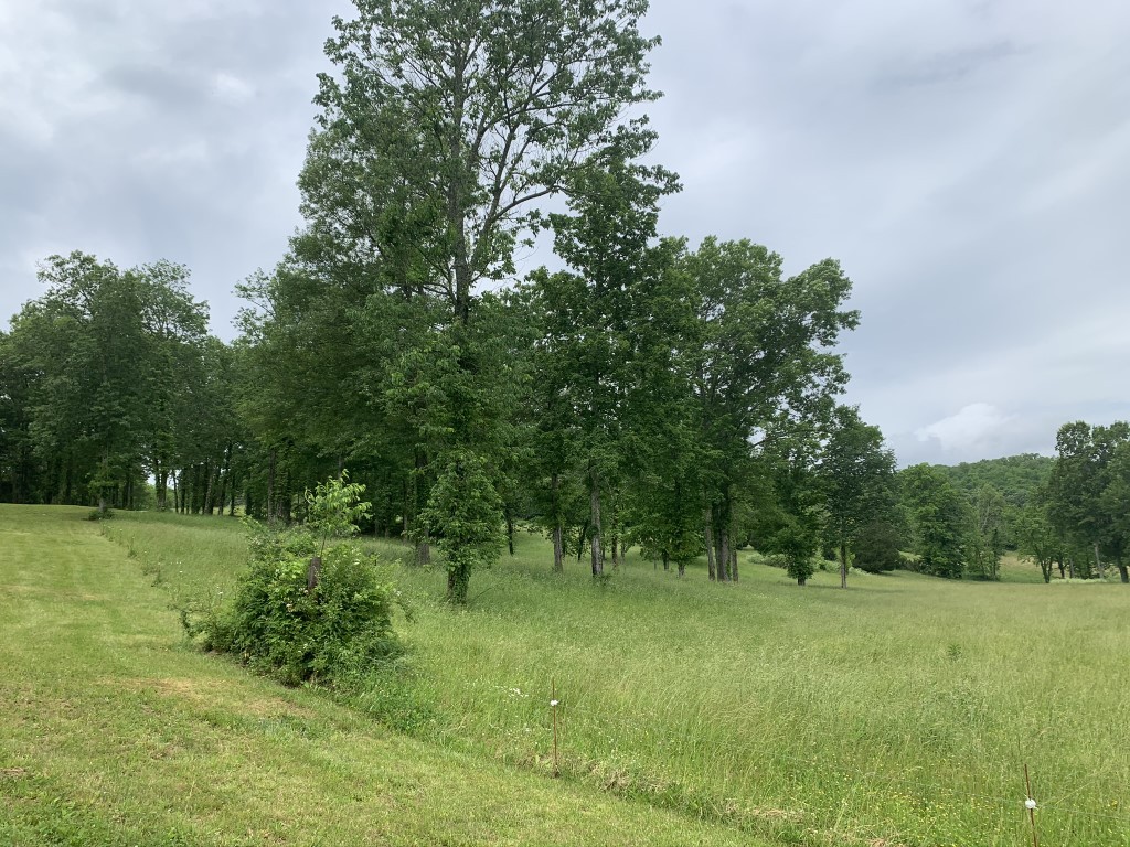 579 Rocky Road Liberty, TN 37095 - Photo 19 of 44 a big yard with lots of green space and deers