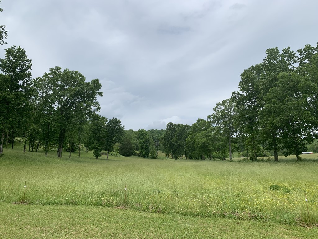 579 Rocky Road Liberty, TN 37095 - Photo 21 of 44 a view of a green field with a tree in the background