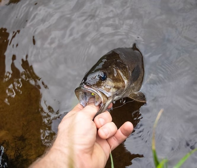 29 Broken Arrow Trail Angleton, TX 77515 - Photo 4 of 6