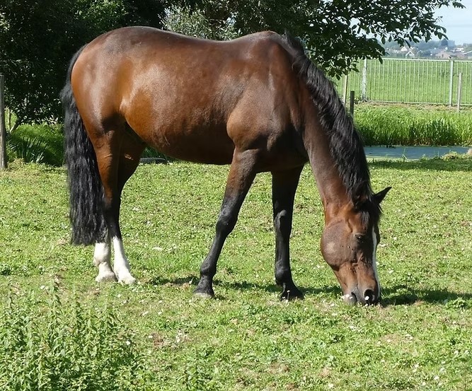 29 Broken Arrow Trail Angleton, TX 77515 - Photo 5 of 6