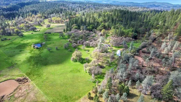 a view of a yard with plants and large trees