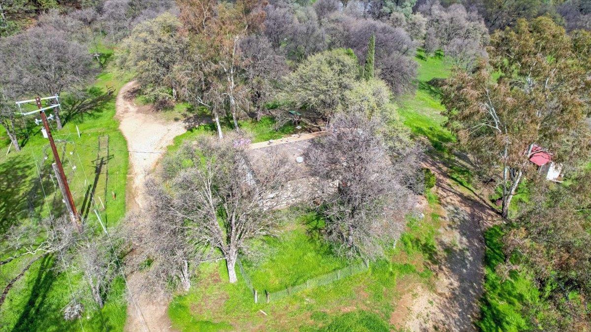 10447 Texas Hill Road Dobbins, CA 95935 - Photo 7 of 55 a plant that is in middle of garden