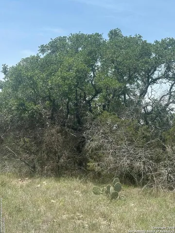 a view of a lush green forest