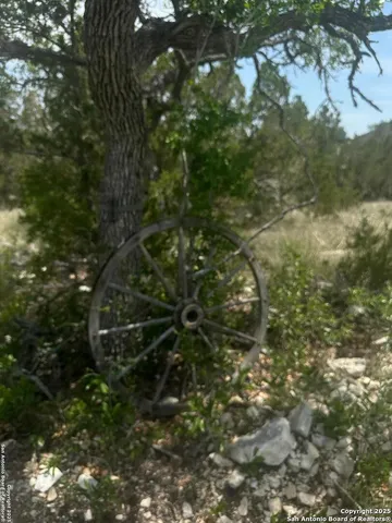 a view of a yard with a tree
