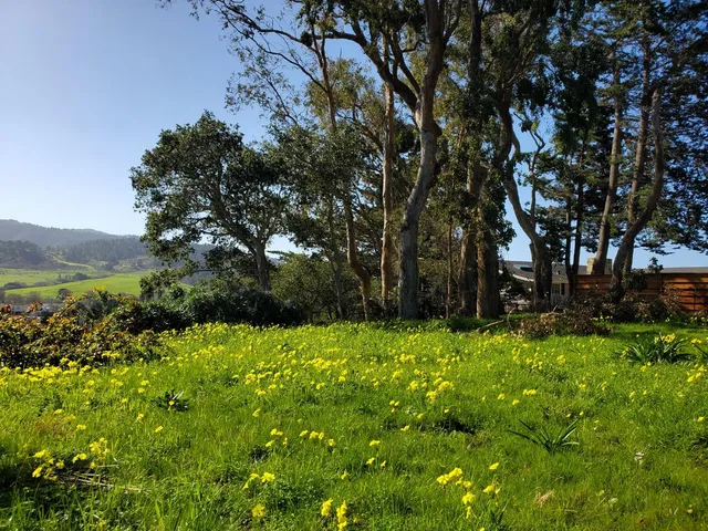 a backyard of a building with plants