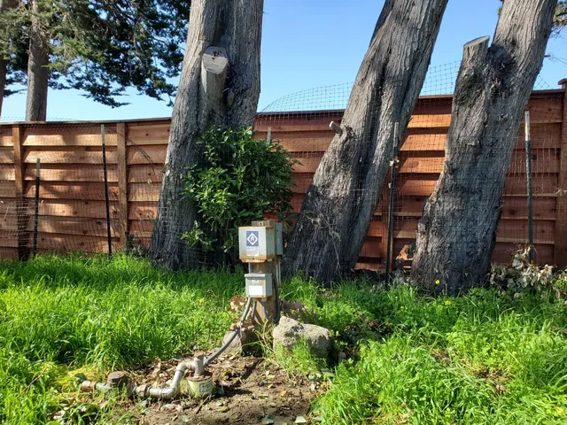 a view of a yard with plants and trees