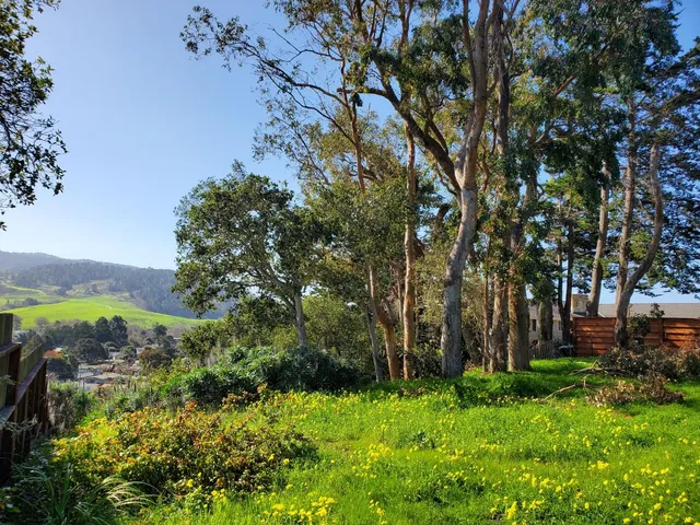 a view of road with plants and large trees