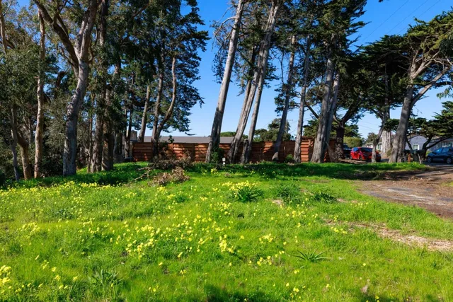 a view of backyard with large trees