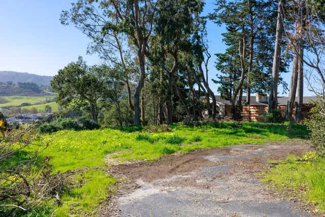 a view of a garden with a tree