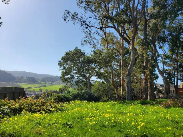 a backyard of a house with lots of green space