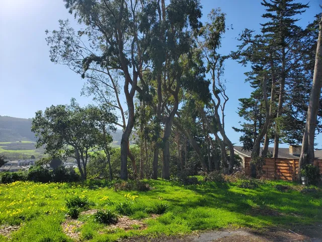 a view of a yard with plants and large trees