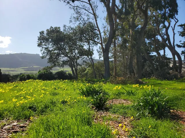 a backyard of a house with lots of green space