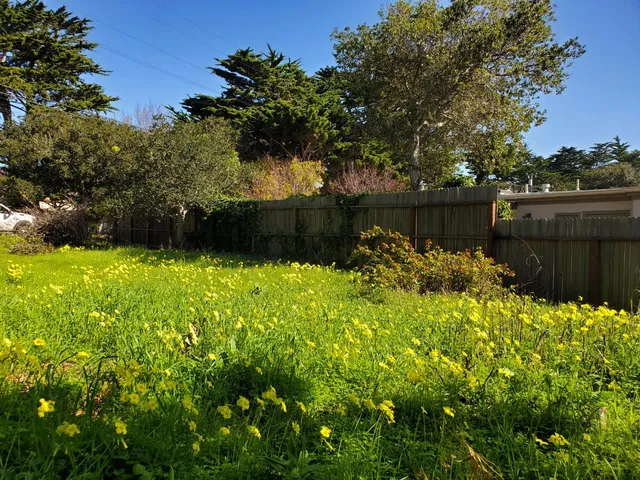 a view of a tree with a tree in front of it
