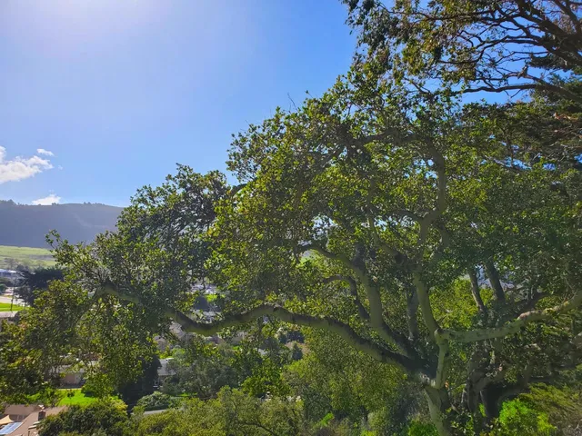 a view of a tree in a garden