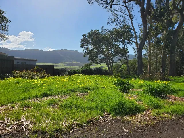 a view of a park with large trees