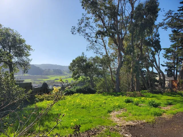 a view of a lush green forest with houses