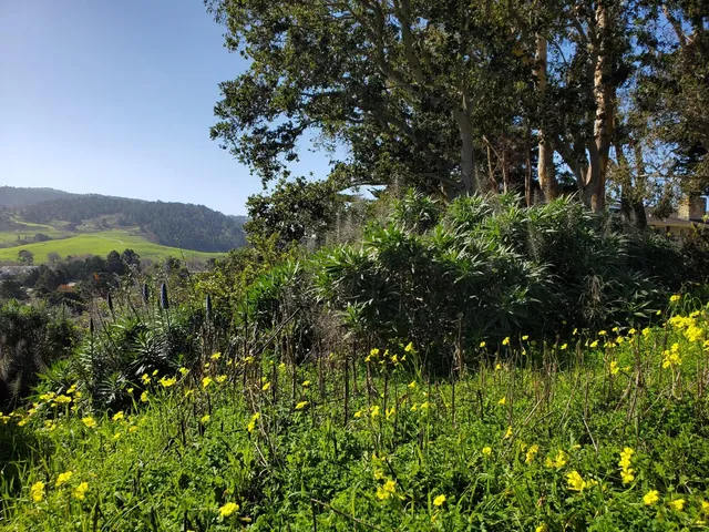 a view of a garden with plants and large trees