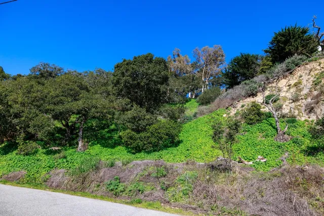 a view of a garden with plants and large trees