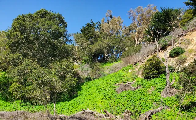 a view of a garden with a tree