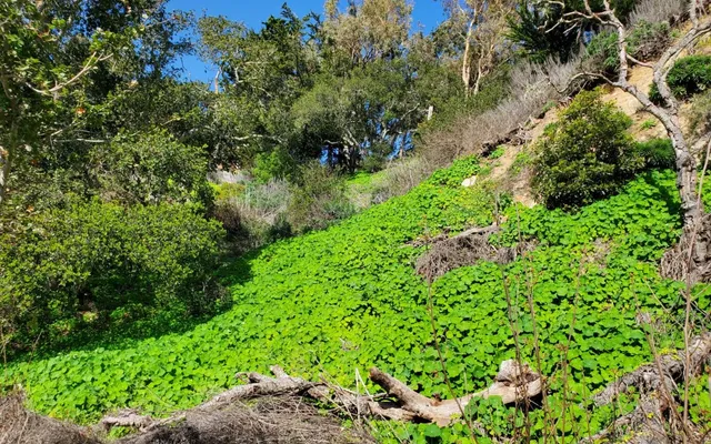 a view of a garden with plants