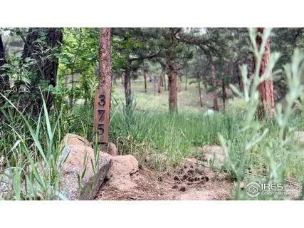a open area with lots of trees