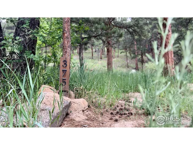 a open area with lots of trees