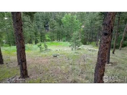 a black and white photo of a forest