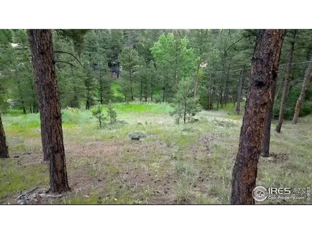 a black and white photo of a forest
