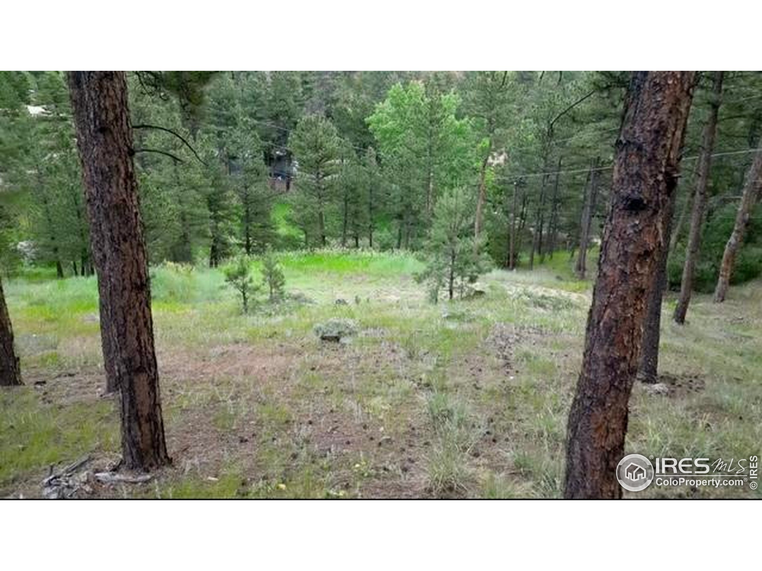 375 Arroyo Chico Boulder, CO 80302 - Photo 27 of 33 a black and white photo of a forest