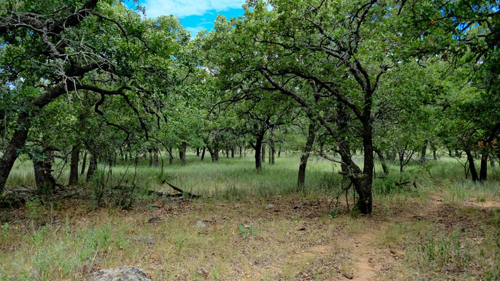 1922 Loving Road Jermyn, TX 76459 - Photo 6 of 33 a view of a forest
