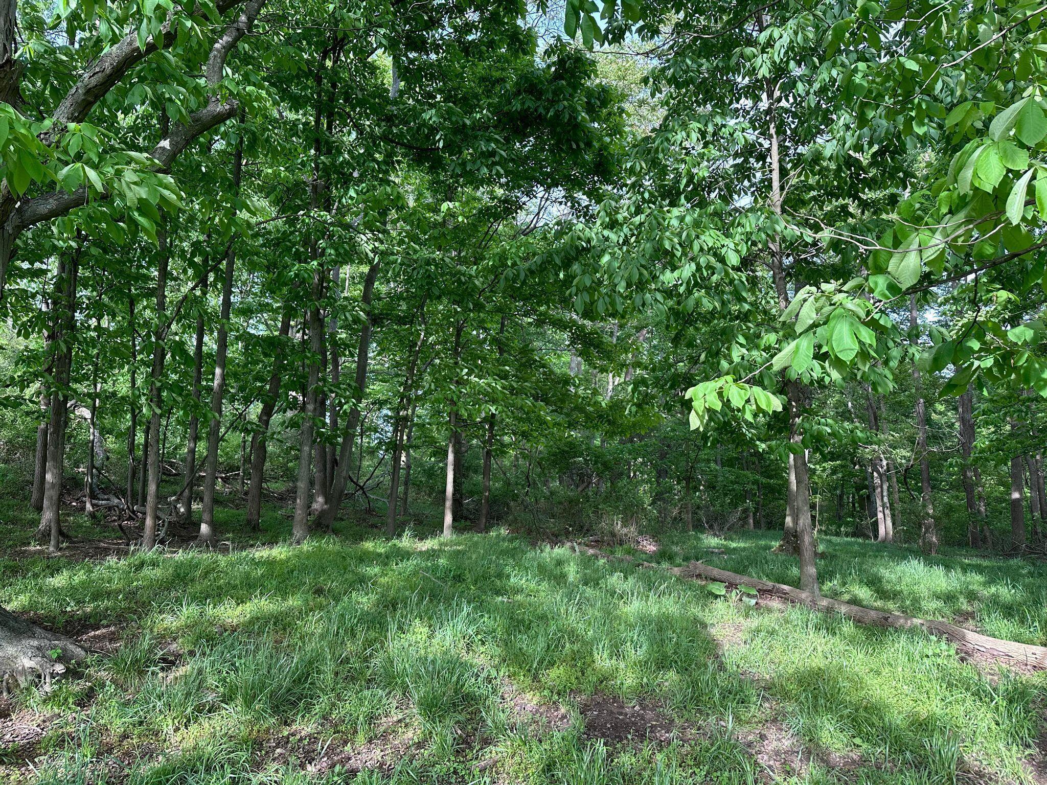 5159 Barr Road McConnelsville, OH 43756 - Photo 19 of 80 Shaded pasture