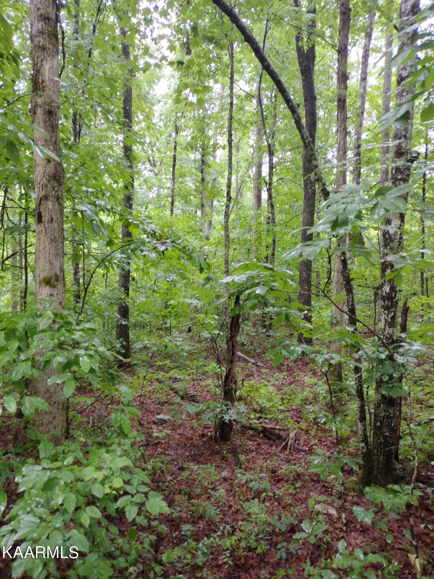 7 Pilot Mountain Road Lancing, TN 37770 - Photo 11 of 21 IMG_20220607_095933215 (1)