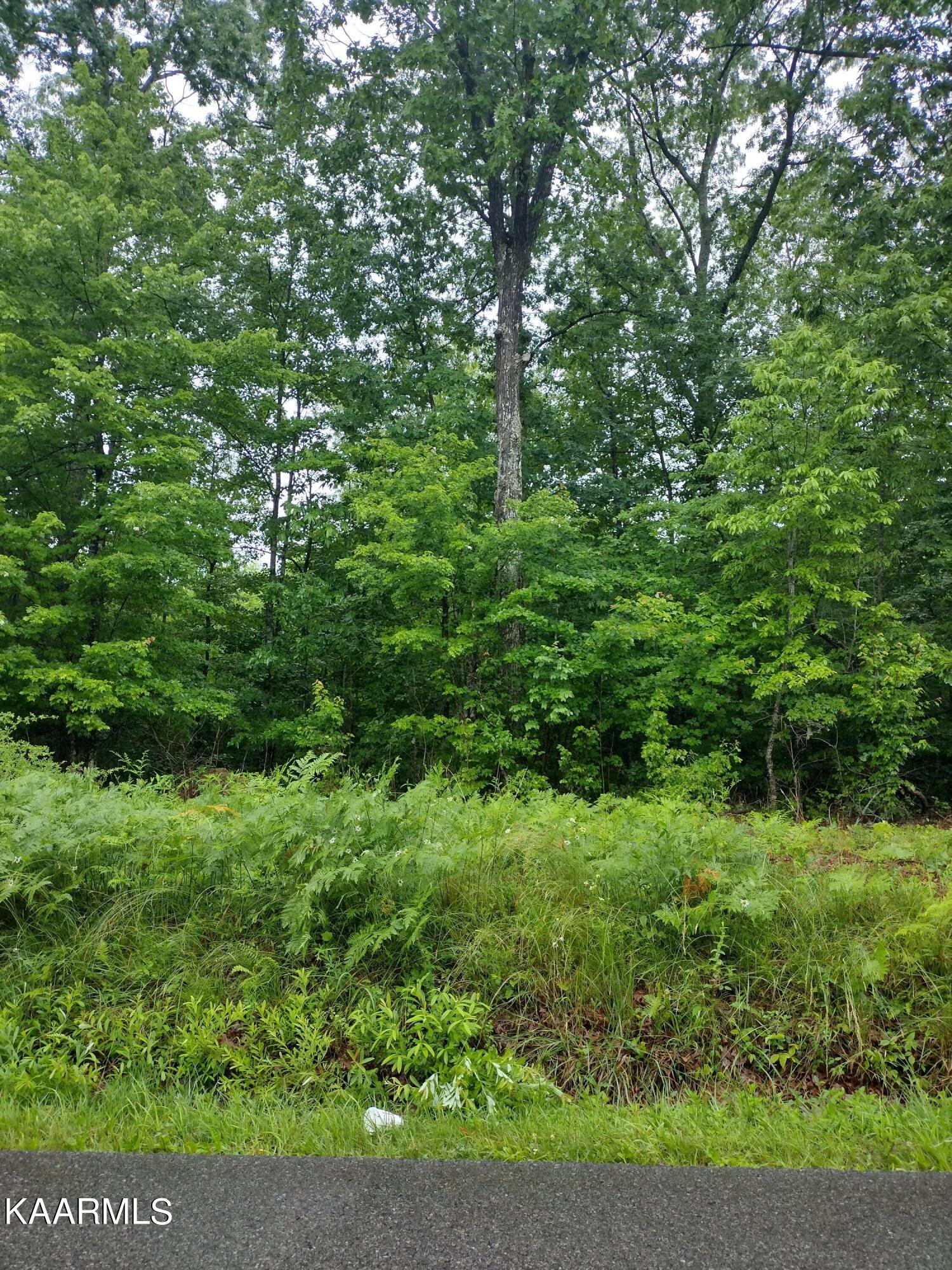 7 Pilot Mountain Road Lancing, TN 37770 - Photo 2 of 21 IMG_20220607_093946707_HDR