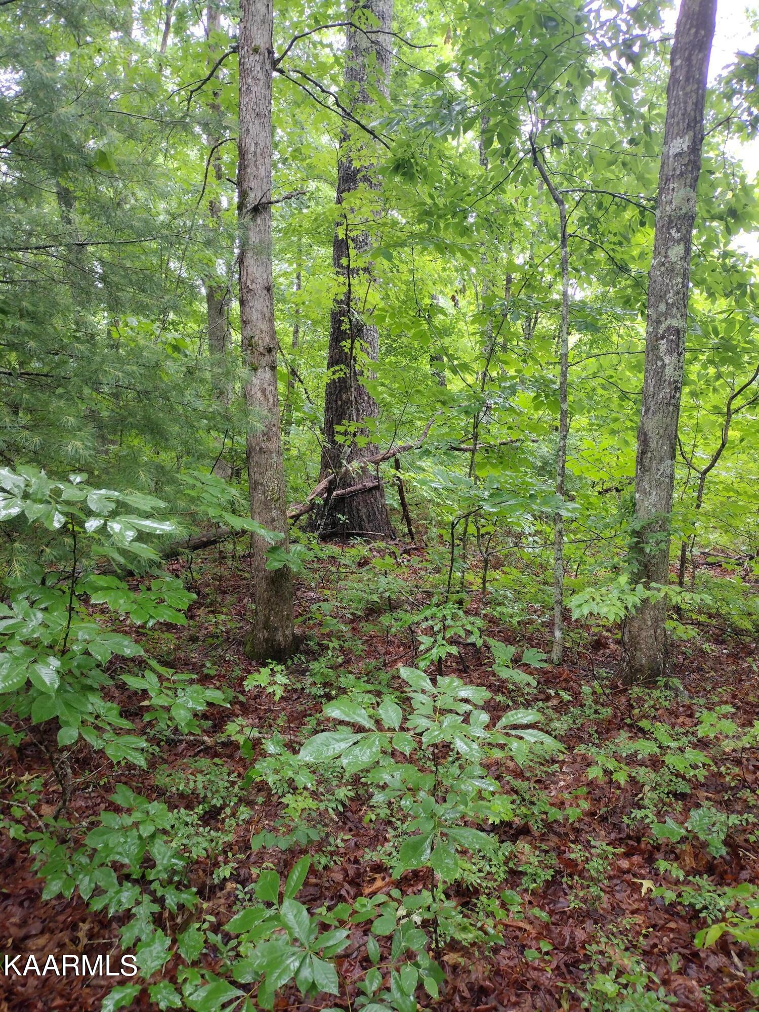 7 Pilot Mountain Road Lancing, TN 37770 - Photo 3 of 21 IMG_20220607_095620122