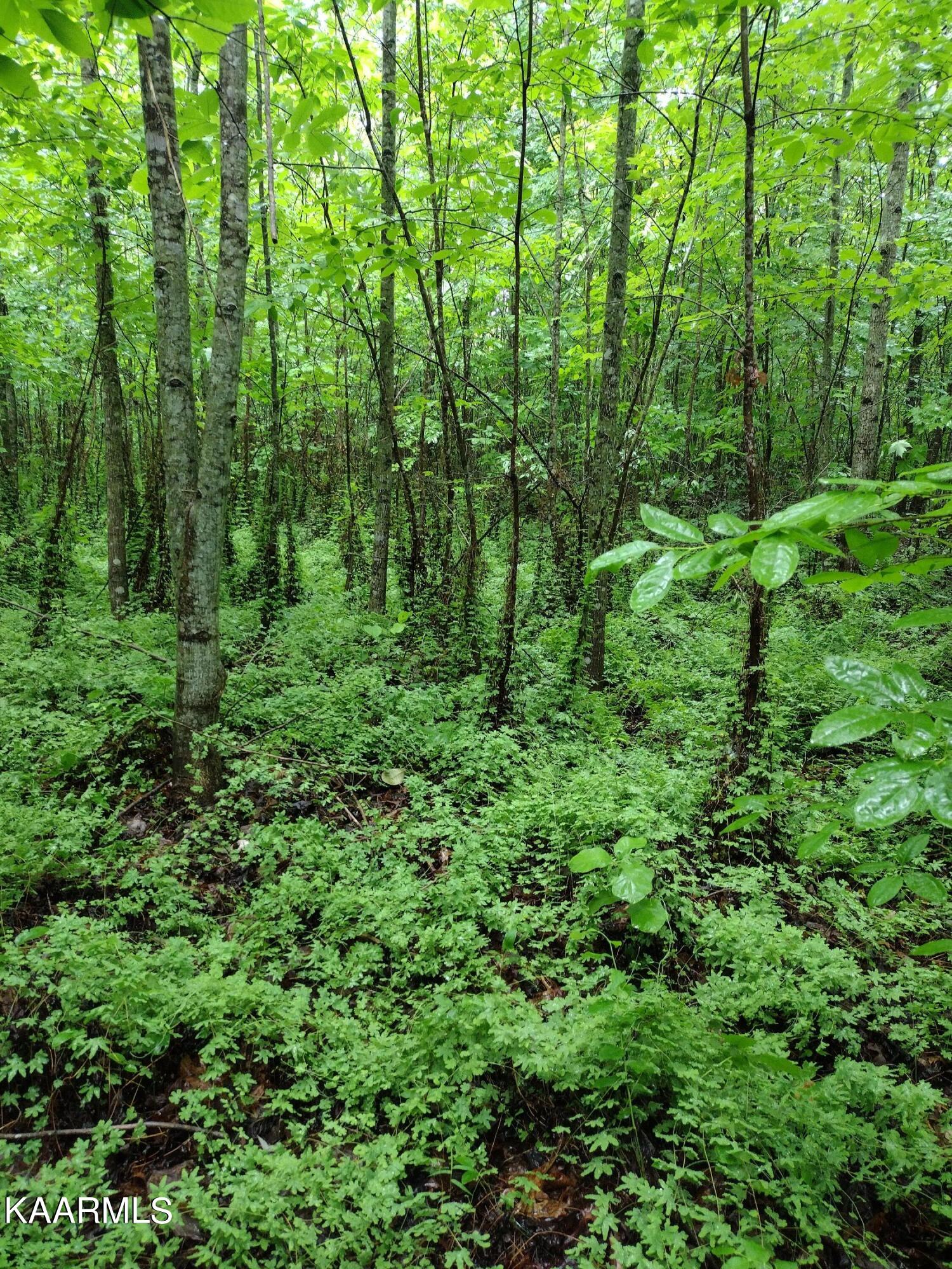 7 Pilot Mountain Road Lancing, TN 37770 - Photo 5 of 21 IMG_20220607_094230522