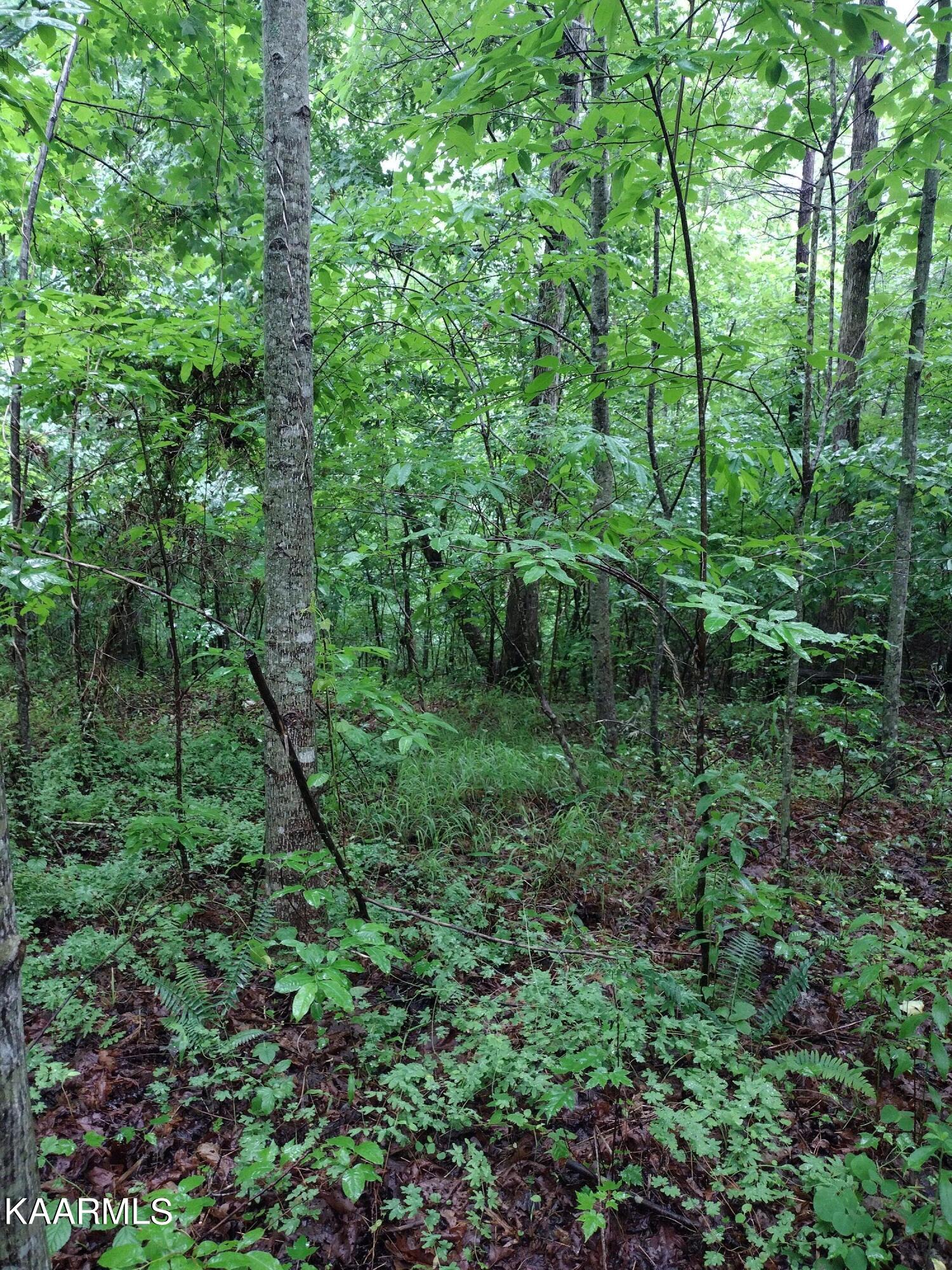7 Pilot Mountain Road Lancing, TN 37770 - Photo 6 of 21 IMG_20220607_095149686