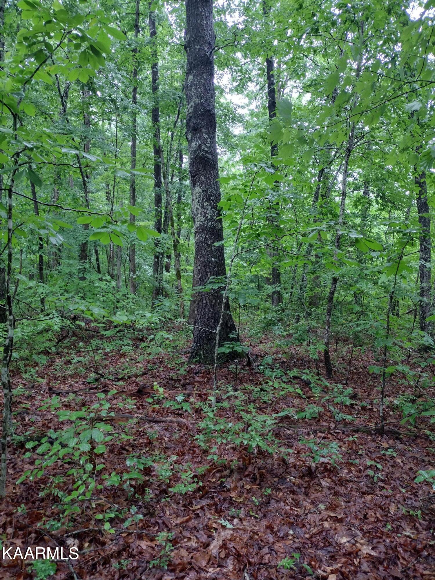 7 Pilot Mountain Road Lancing, TN 37770 - Photo 7 of 21 IMG_20220607_095633287_HDR