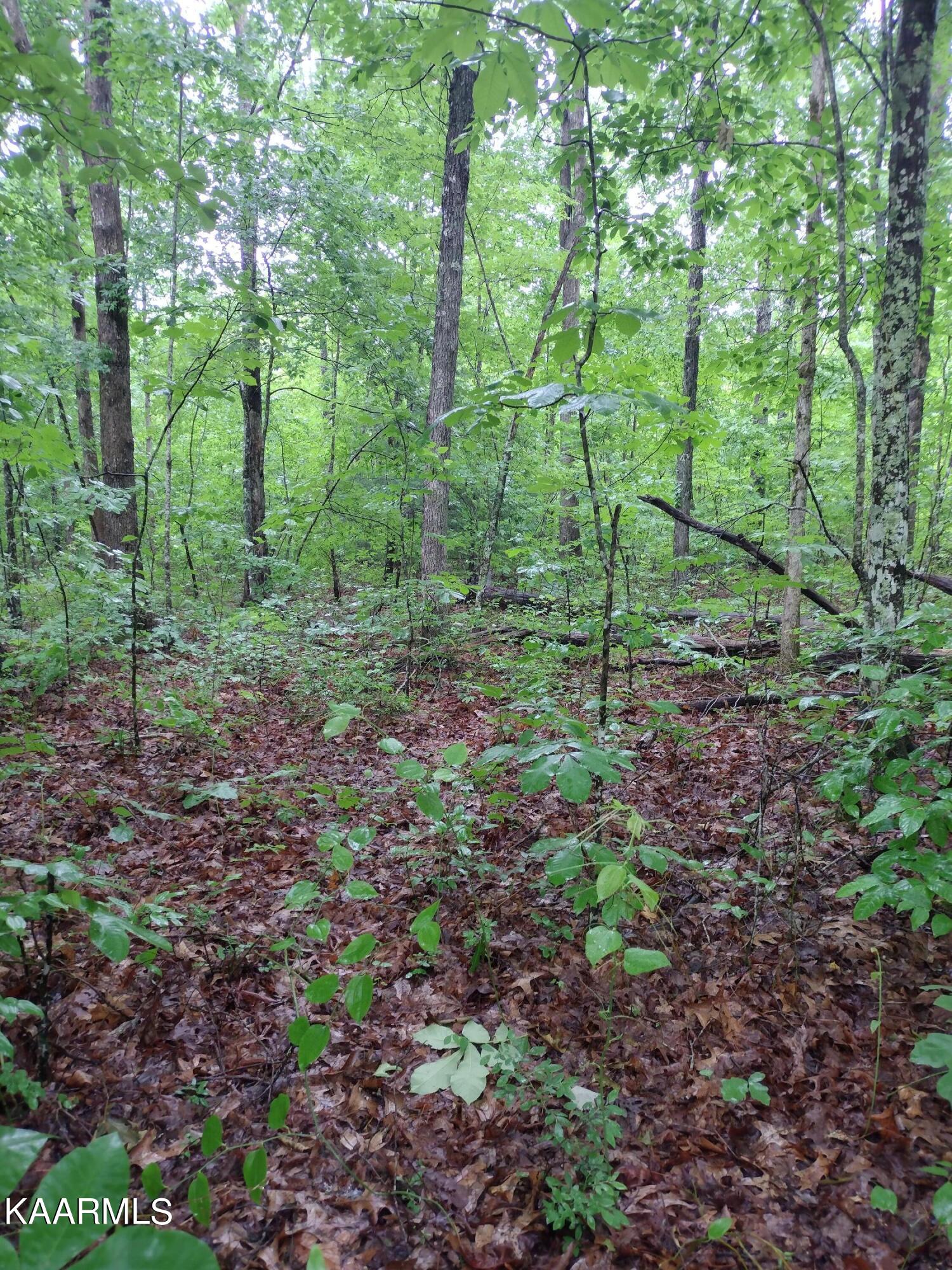 7 Pilot Mountain Road Lancing, TN 37770 - Photo 8 of 21 IMG_20220607_095833568 (1)