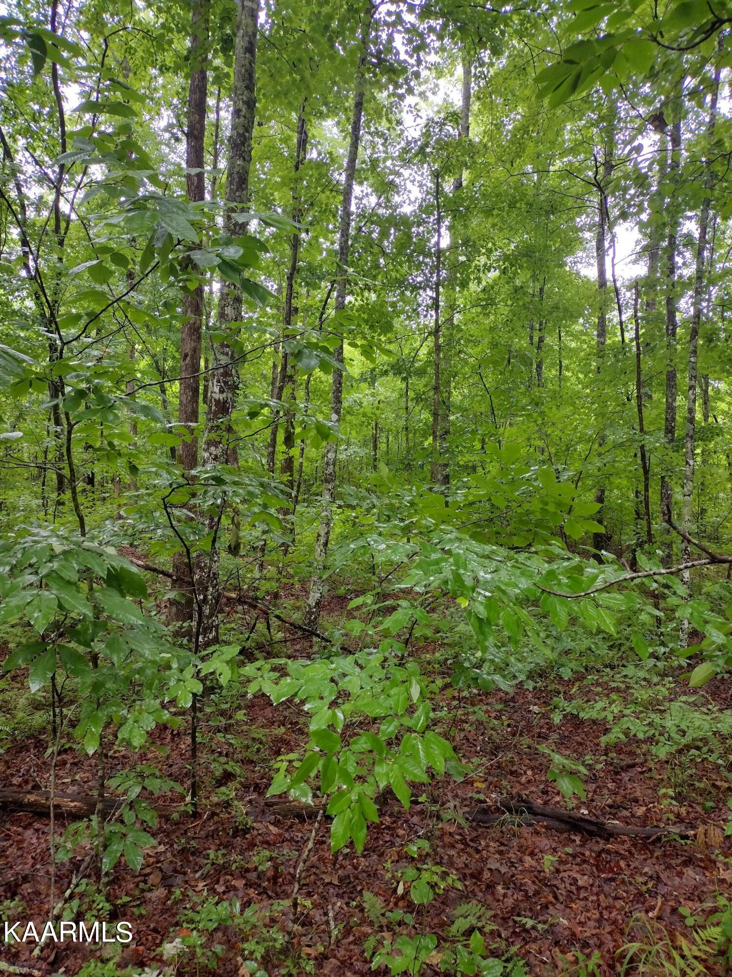 7 Pilot Mountain Road Lancing, TN 37770 - Photo 9 of 21 IMG_20220607_095930341_HDR (1)