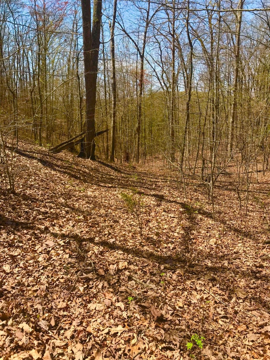 1 Donohue Road Owingsville, KY 40360 - Photo 5 of 9 Photo 5