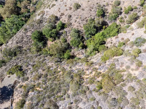a view of a forest with a tree