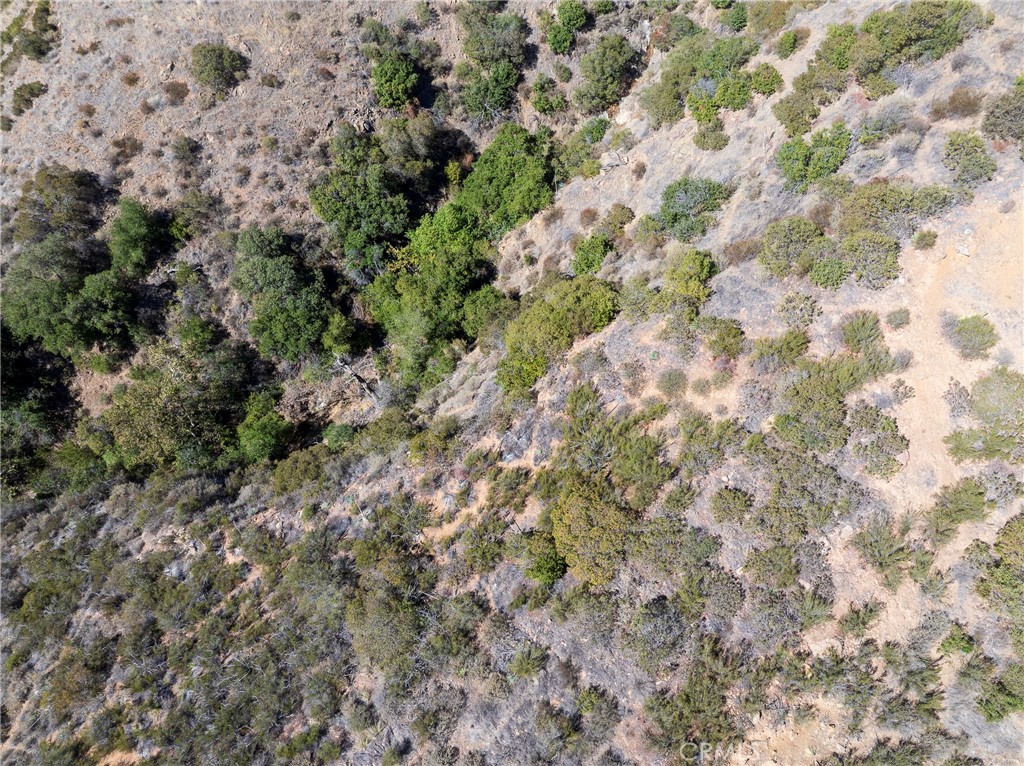 0 Silverado Canyon Road Silverado, CA 92676 - Photo 22 of 30 a view of a forest with a tree