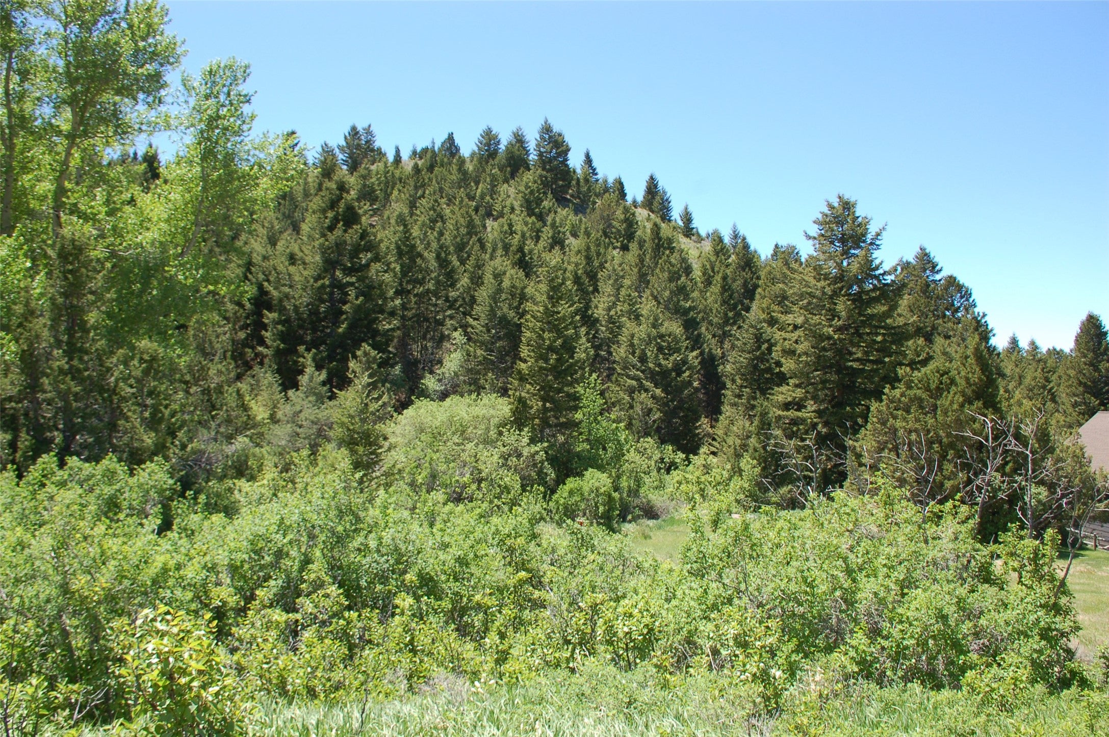 Multiple Multiple Blocks Virginia City, MT 59755 - Photo 2 of 9 Aspens and mature firs