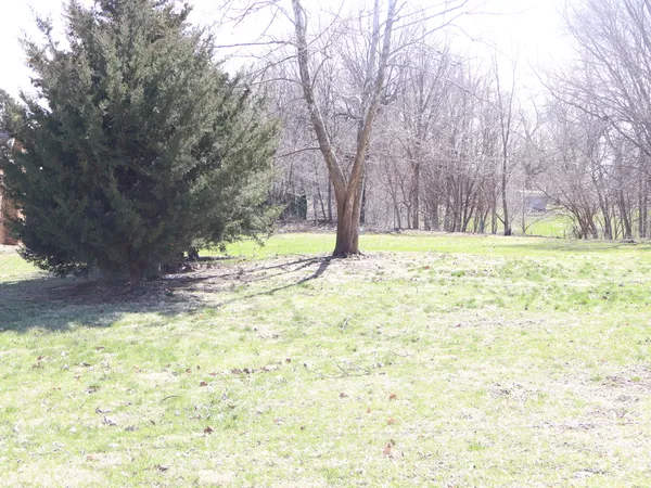 a view of a yard with large trees