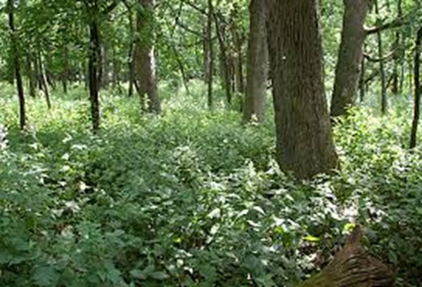 Lot 0 Stowell Road Ashburnham, MA 01430 - Photo 1 of 8