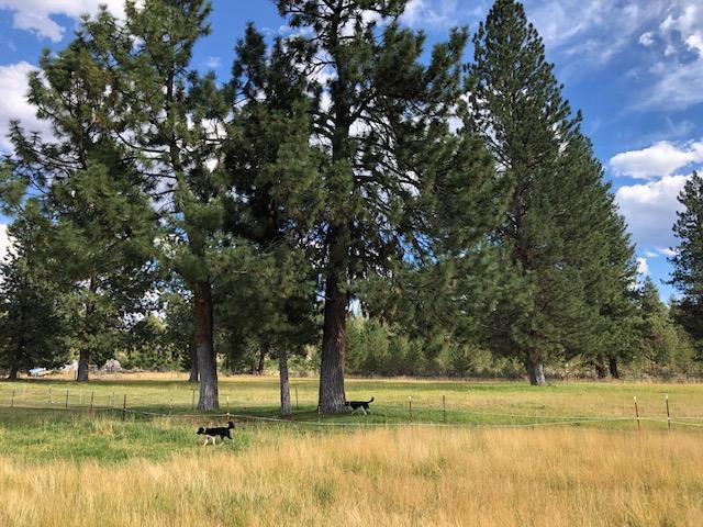 21385 Back Alley Road Bend, OR 97702 - Photo 11 of 23 IMG_0926